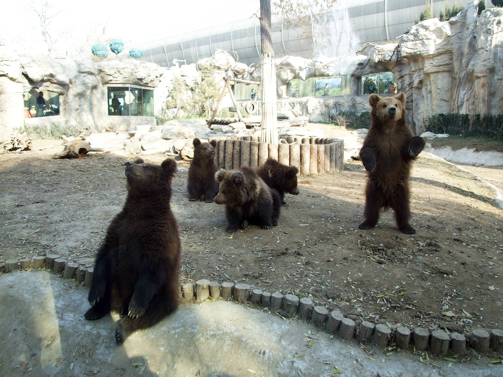 Brown bears