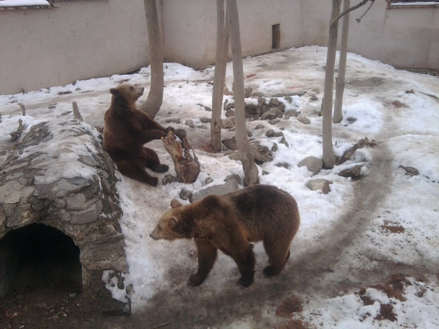 Brown Bears