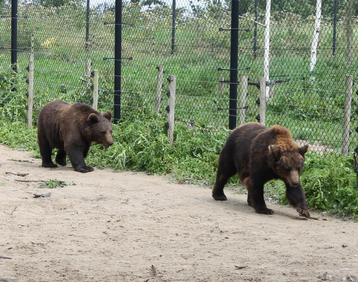 Brown bears