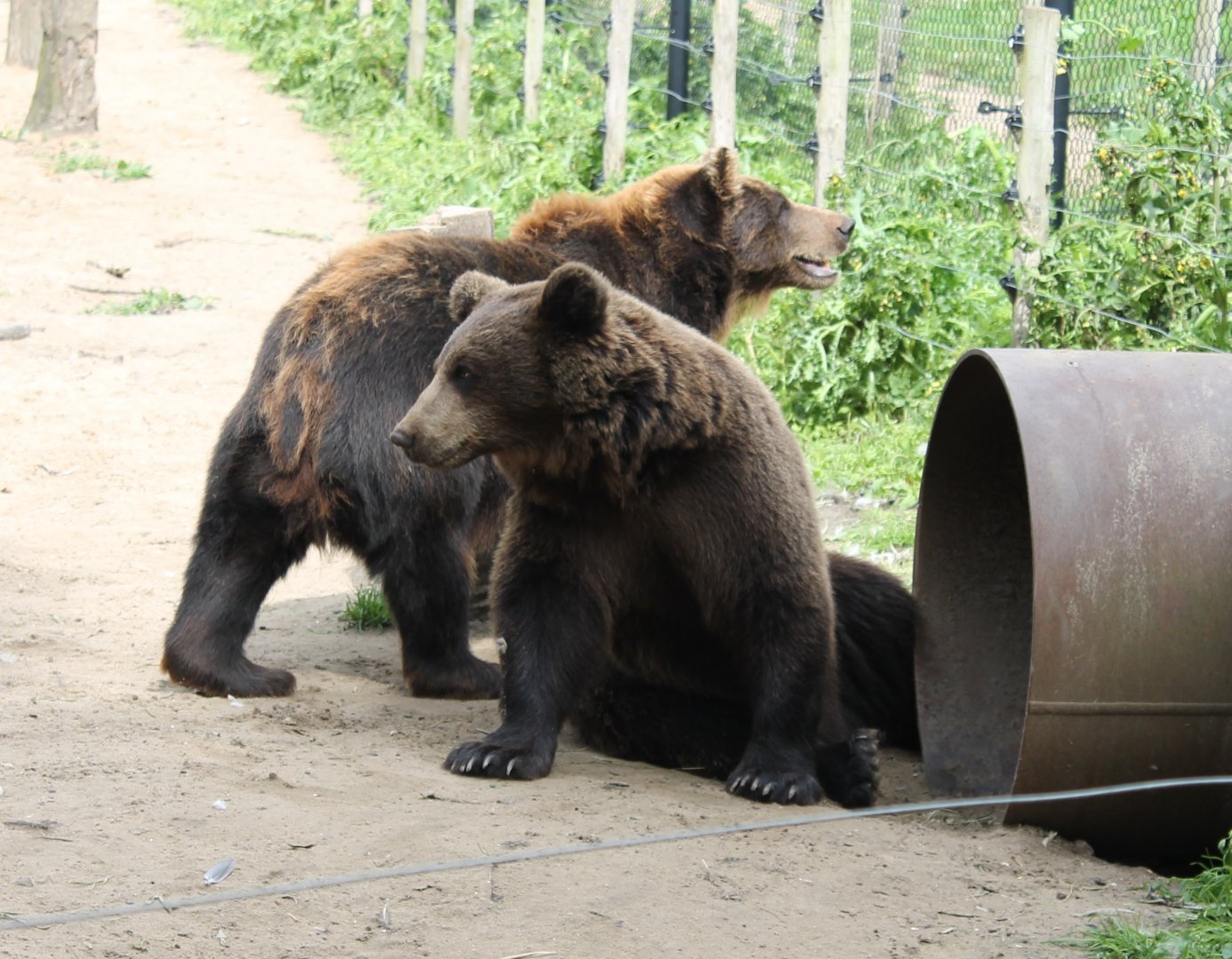 Brown bears