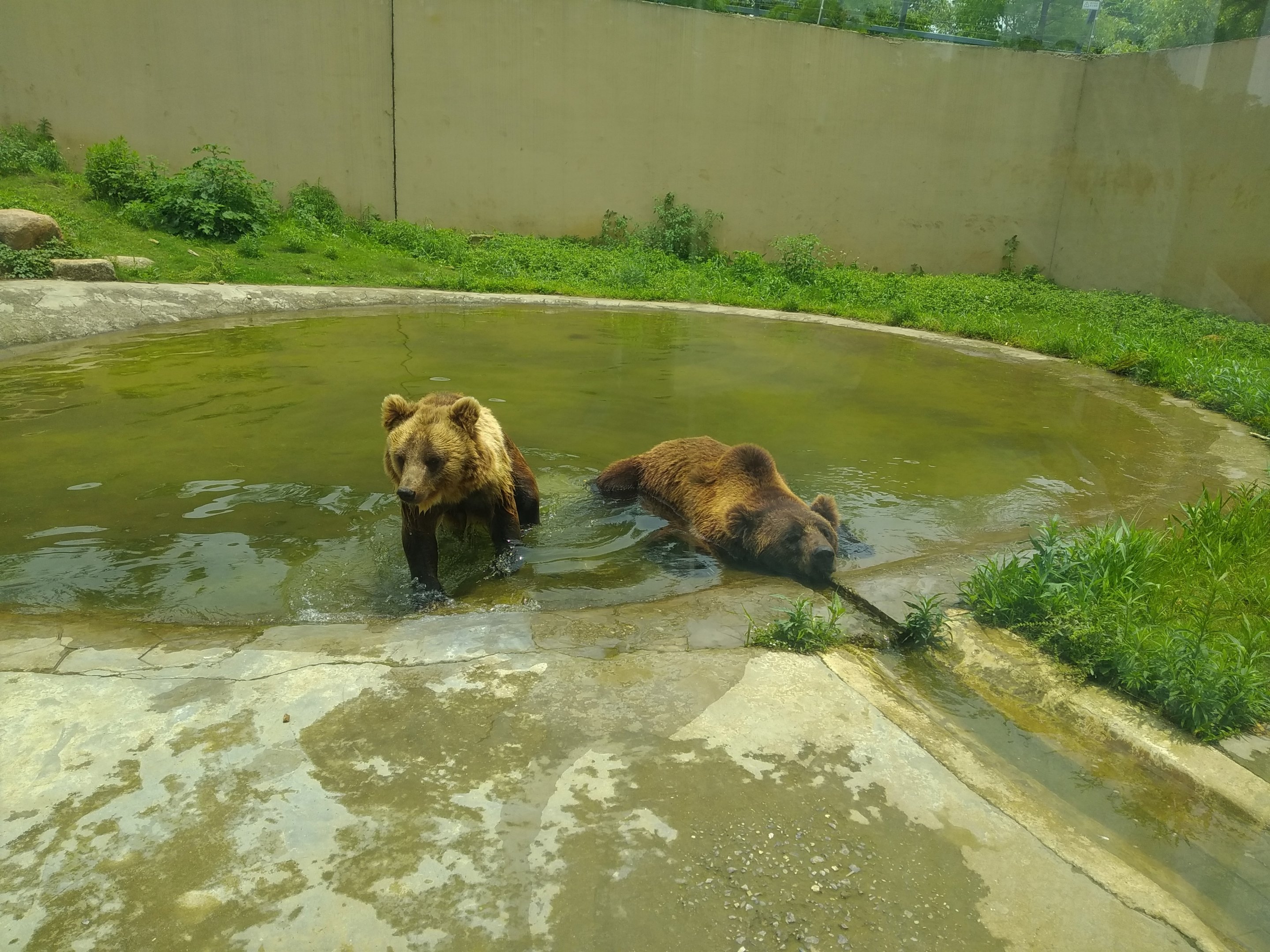 Brown Bears