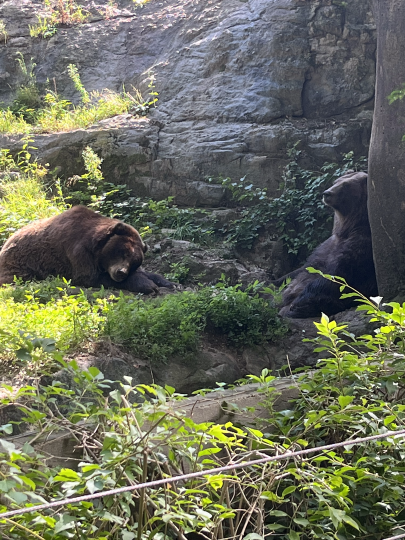 Brown bears