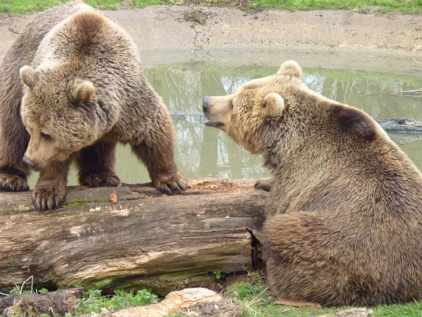 Brown Bears