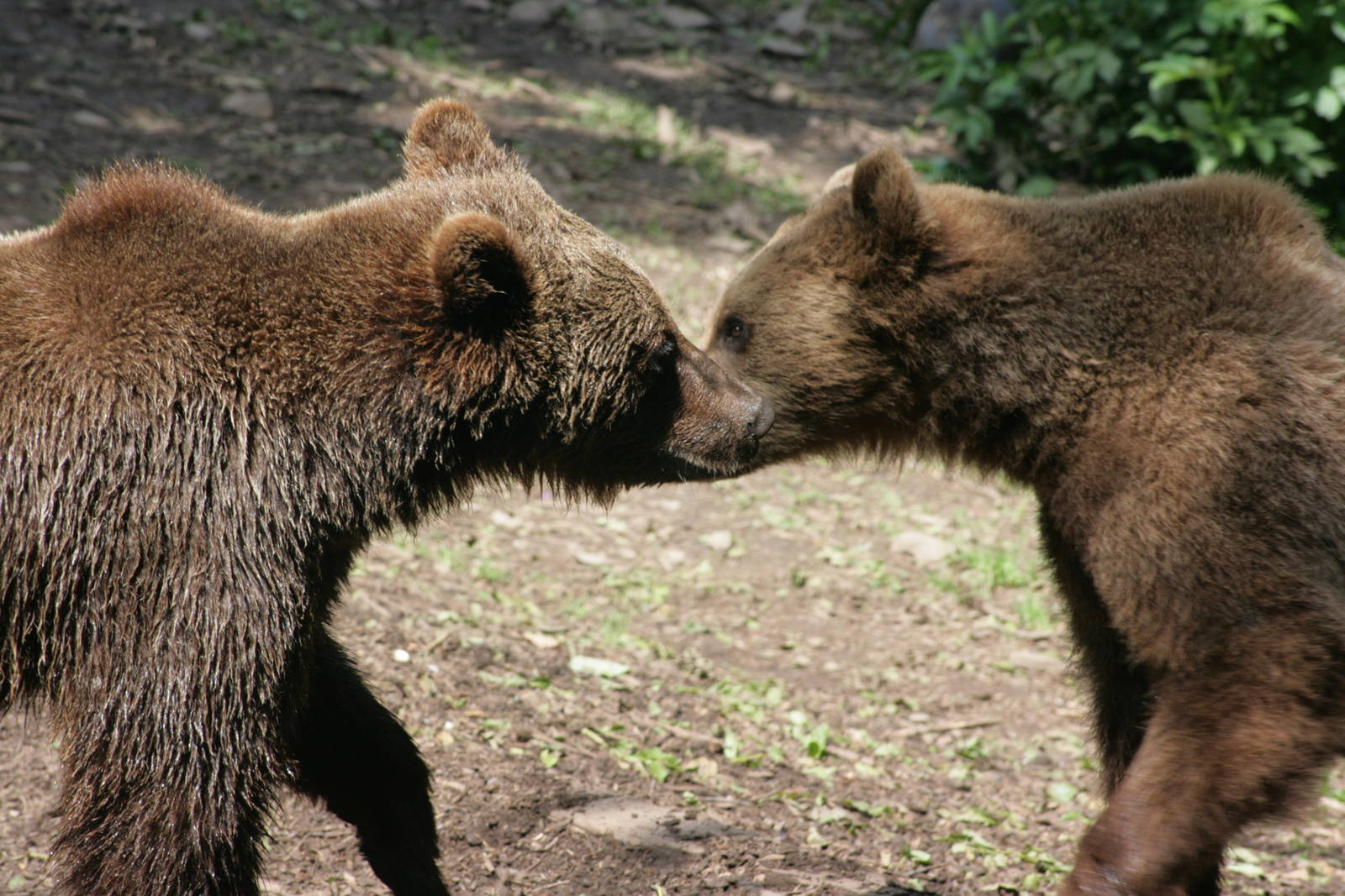 Brown Bears