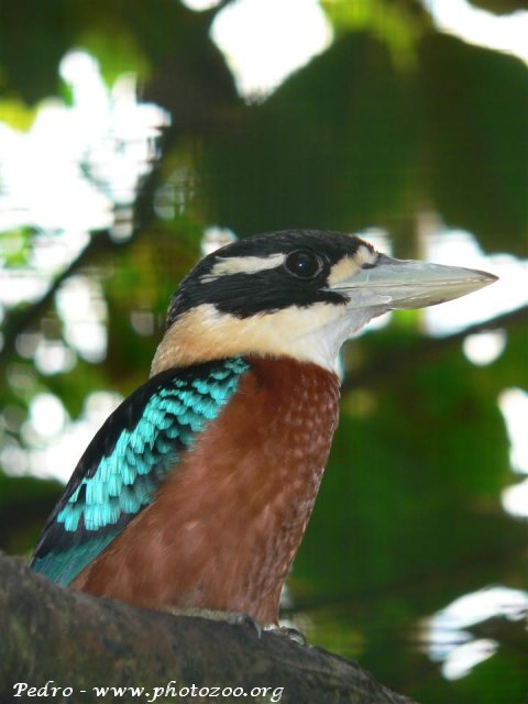 Brown-bellied kookaburra (Dacelo gaudichaud)