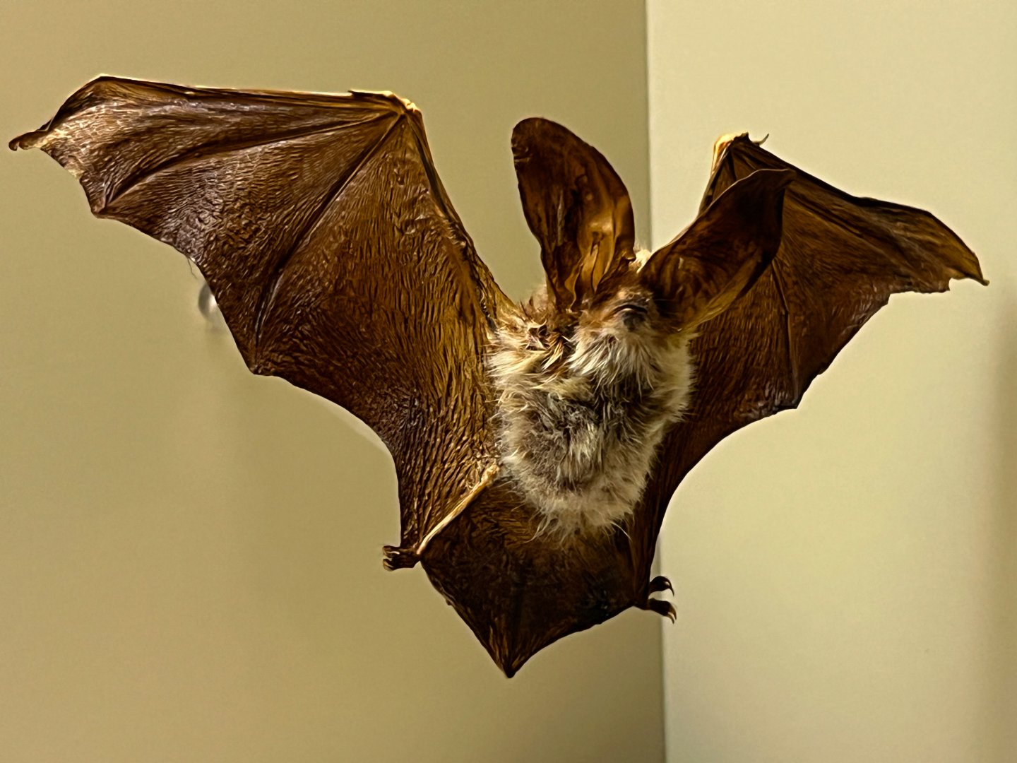 Brown Big Eared Bat