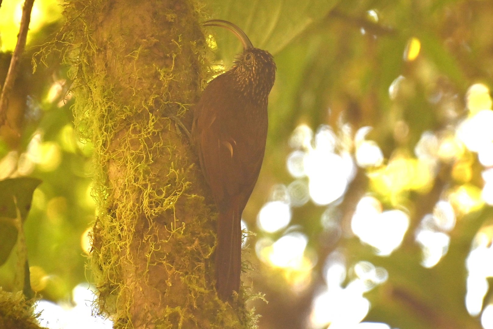 Brown-billed scythebill (Campylorhamphus pusillus)