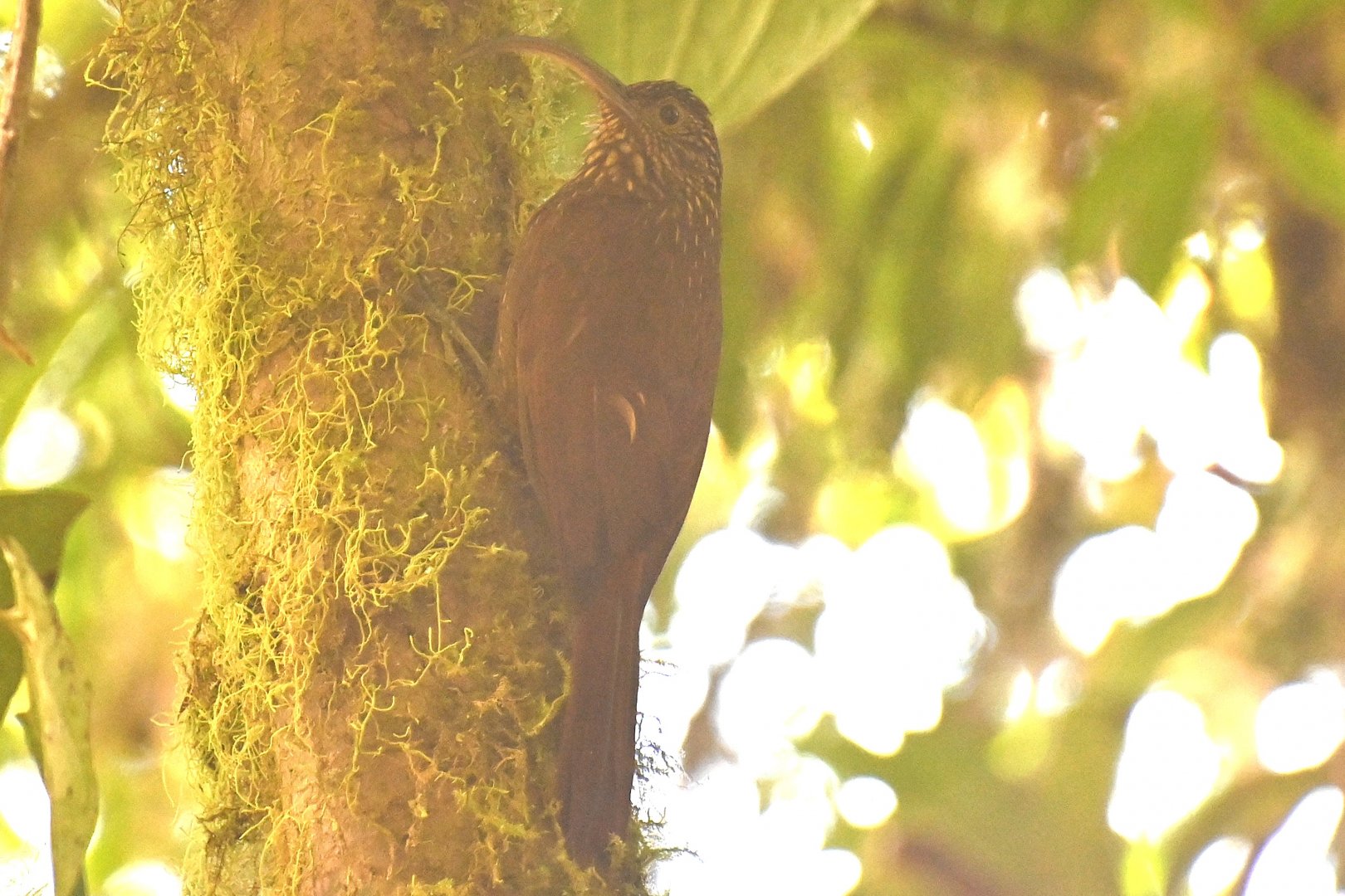 Brown-billed scythebill (Campylorhamphus pusillus)