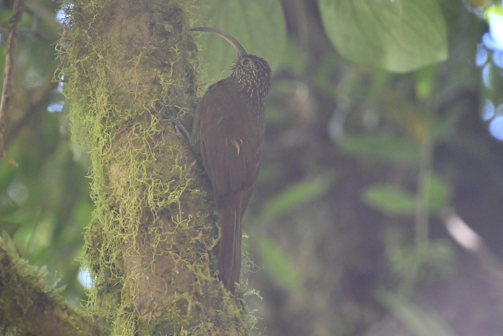 Brown-billed scythebill (Campylorhamphus pusillus)