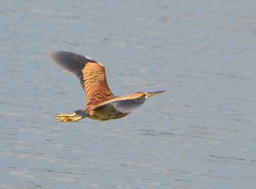 Brown bittern ?