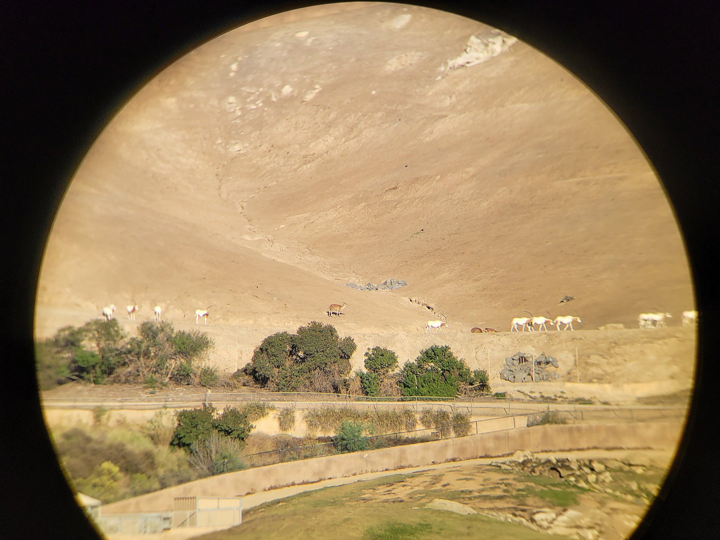 Brown blobs? not the Scimitar