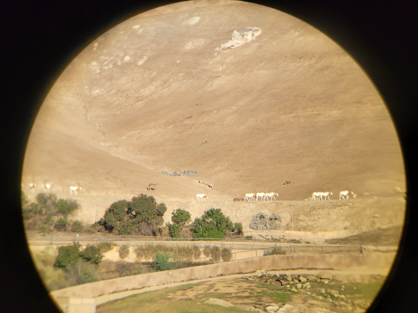 Brown blobs? not the Scimitar