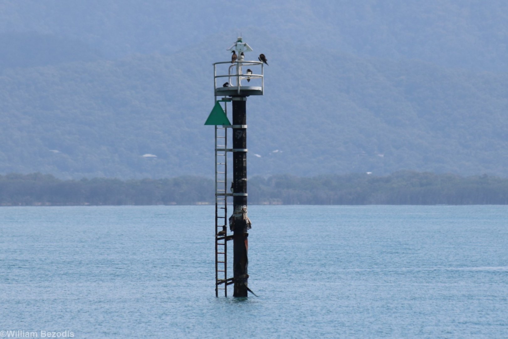 Brown Boobies in the Cairns Harbour