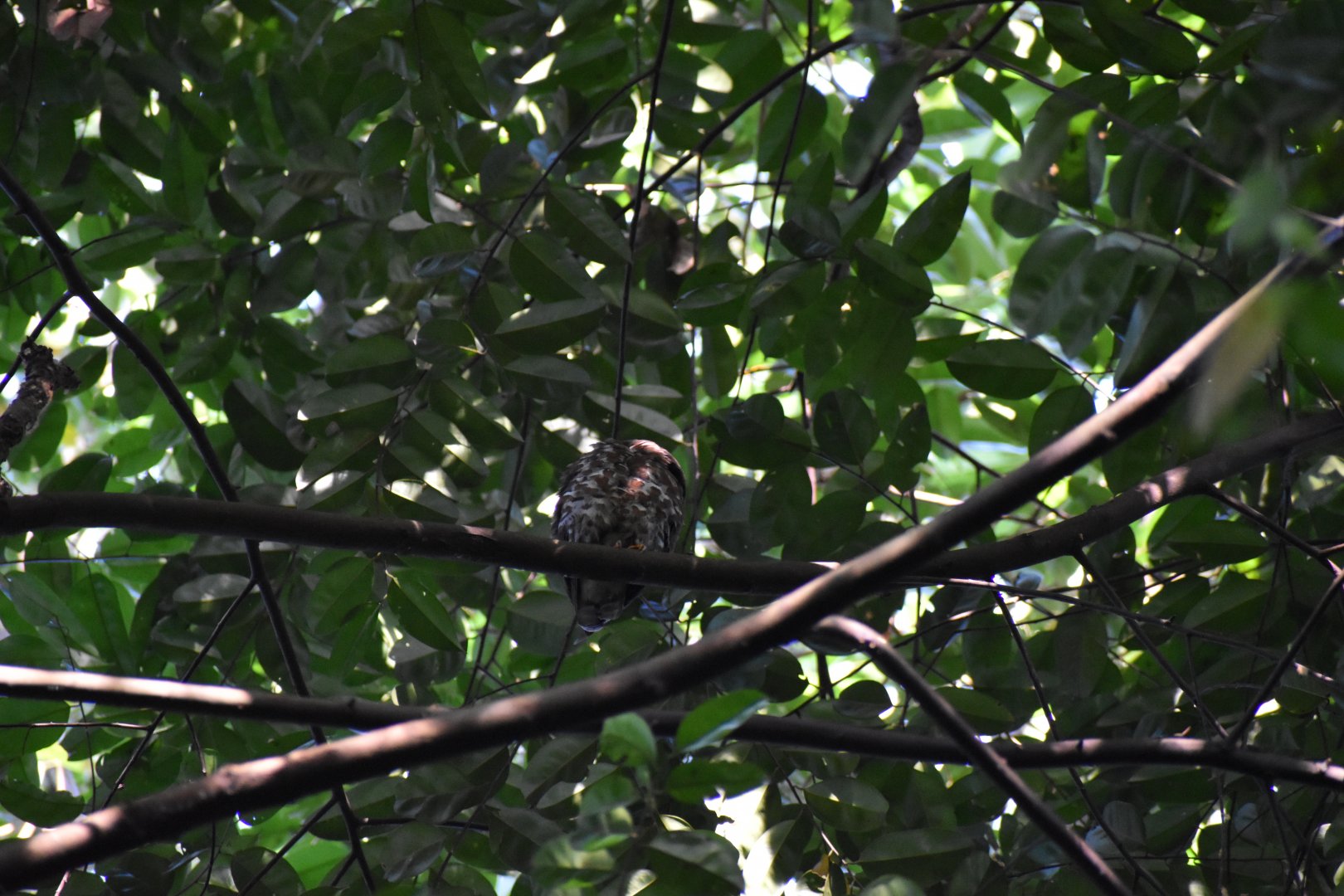 Brown Boobook ~ Hindhede Nature Park