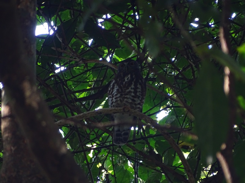 Brown boobook (Ninox scutulata burmanica)