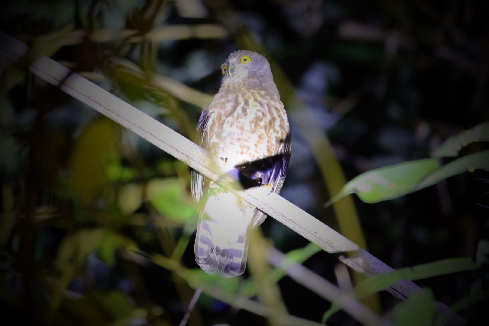 Brown Boobook (Ninox scutulata)