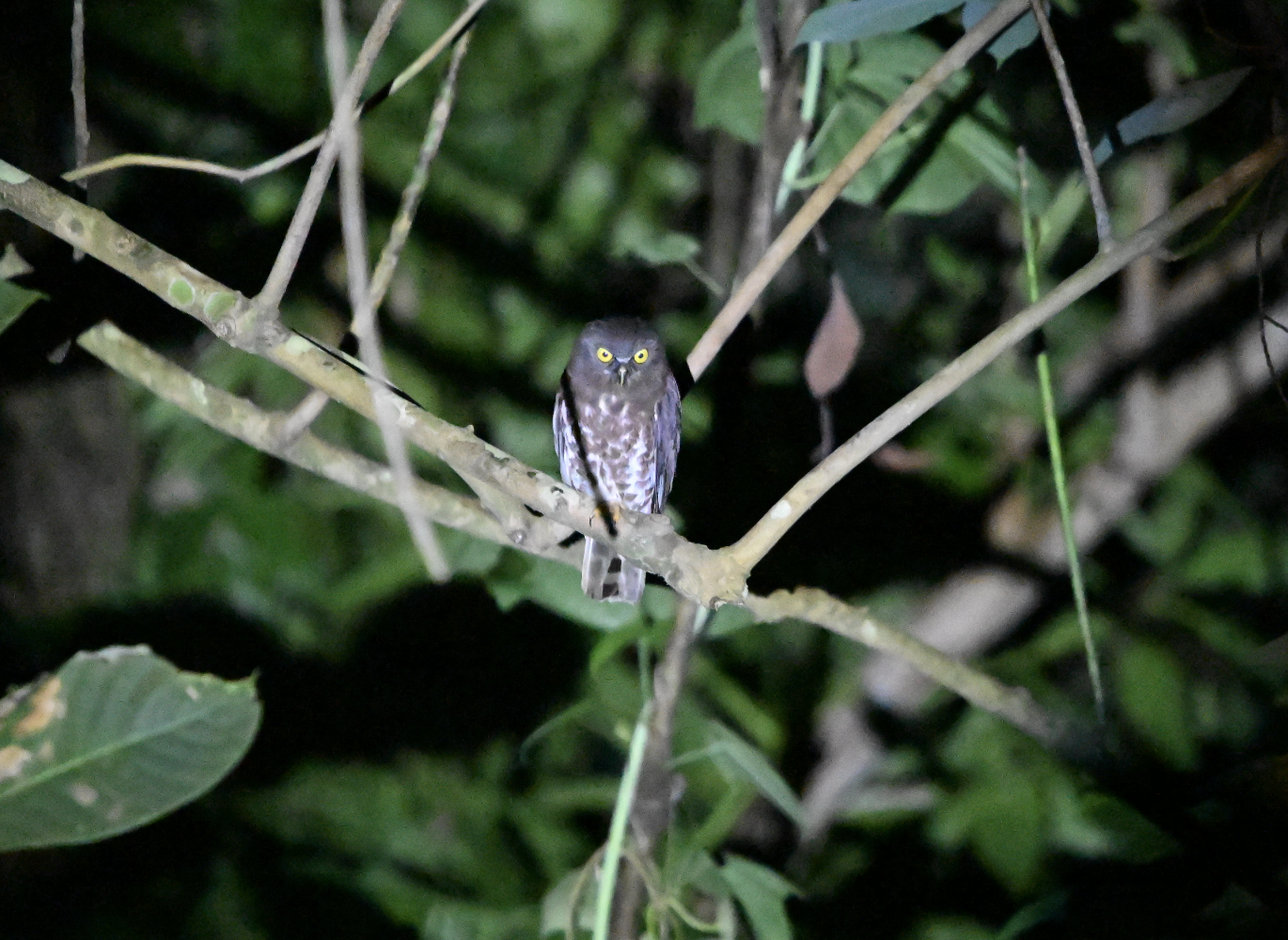Brown Boobook ~ Old Upper Thomson Road
