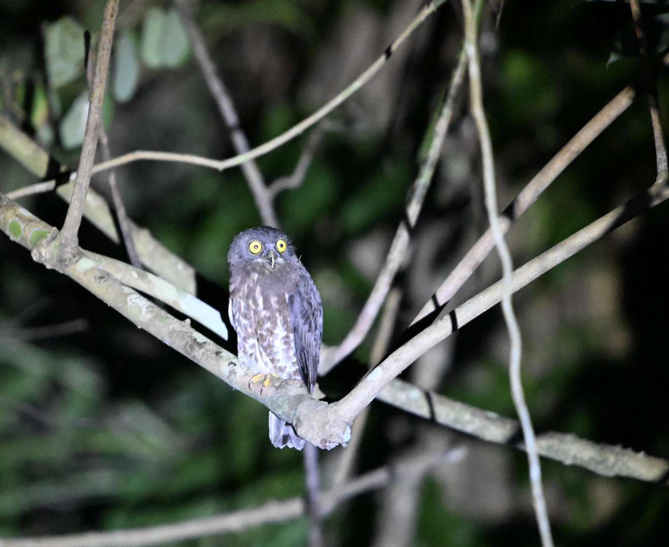 Brown Boobook ~ Old Upper Thomson Road