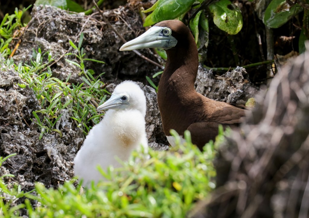Brown Booby and chick