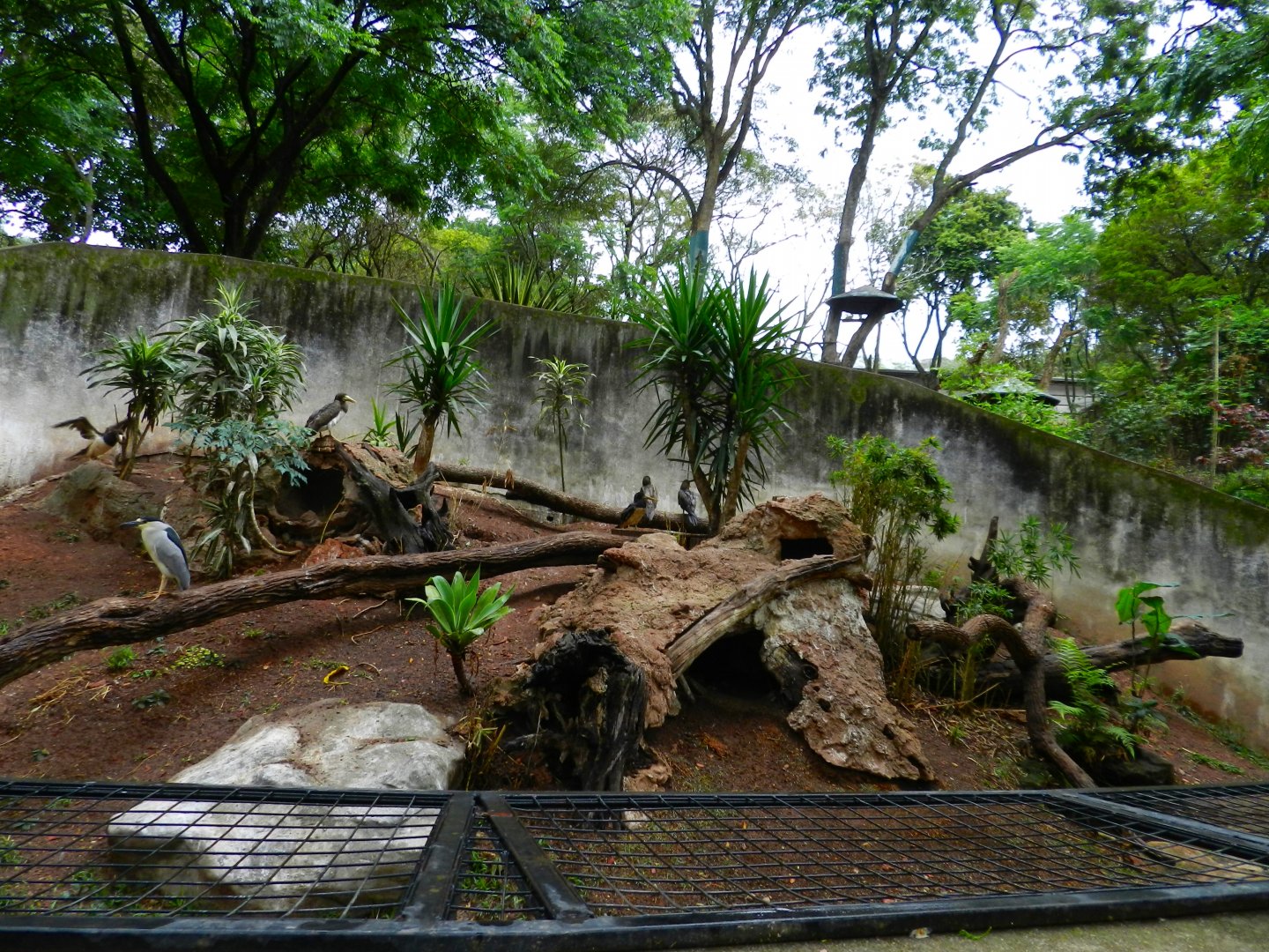 Brown booby and radjah shelduck exhibit - Zooparque Itatiba