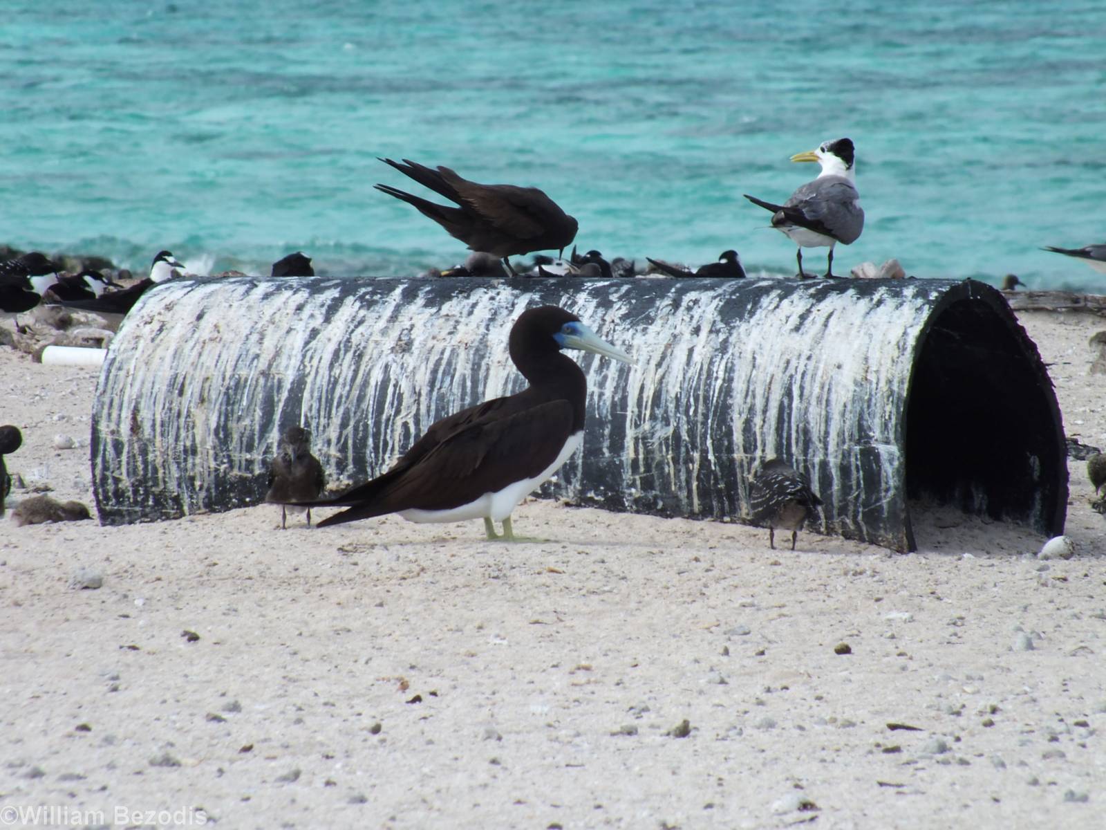 Brown Booby and Terns