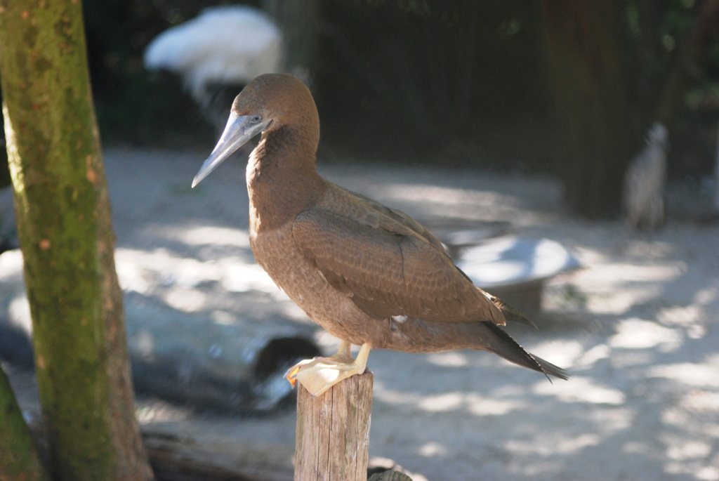 Brown Booby at Busch Wildlife Sanctuary, 14/10/13
