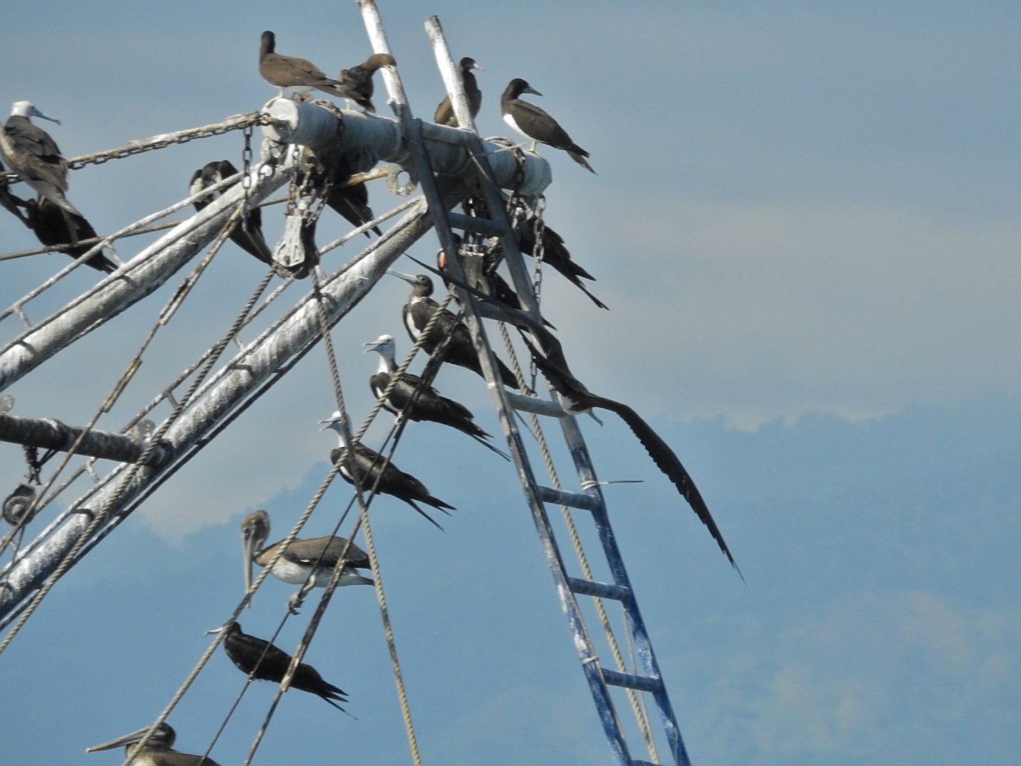 Brown Booby, Brown Pelican, and Magnificent Frigatebird