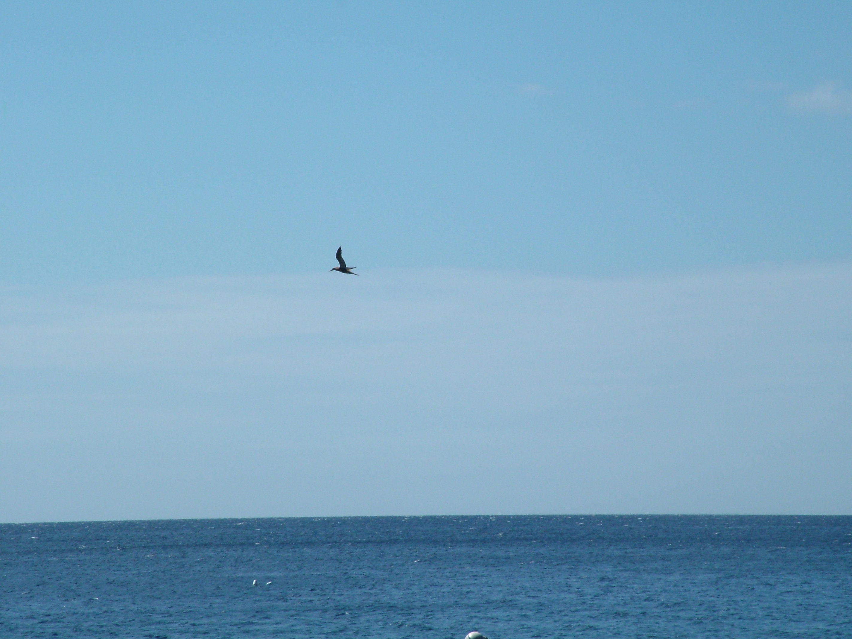 Brown Booby, Dominica, 2007