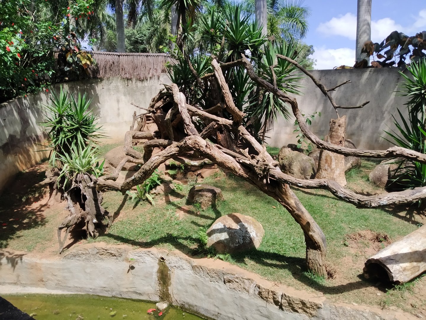 Brown booby enclosure