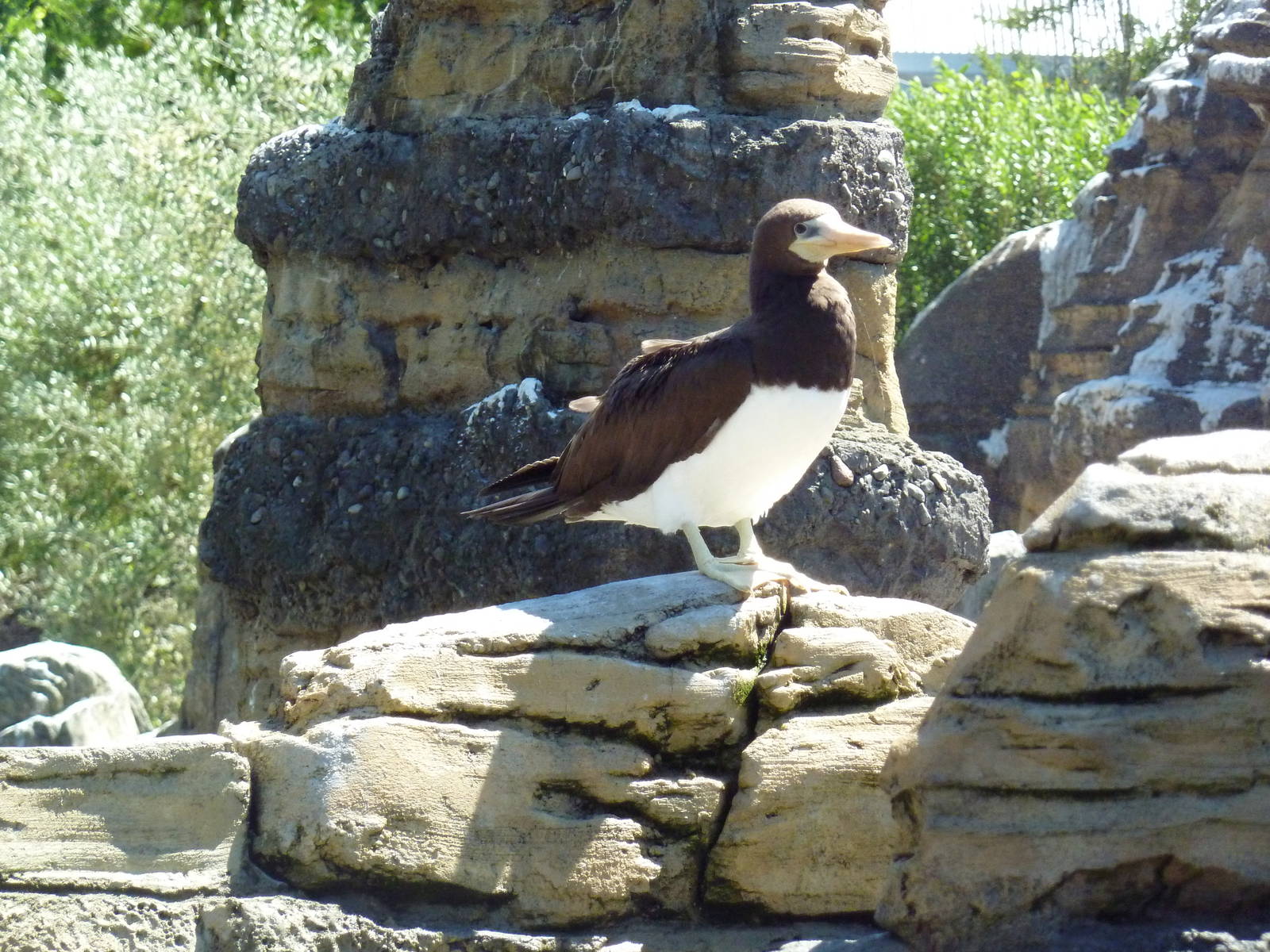 Brown Booby - Extremely Rare In Captivity