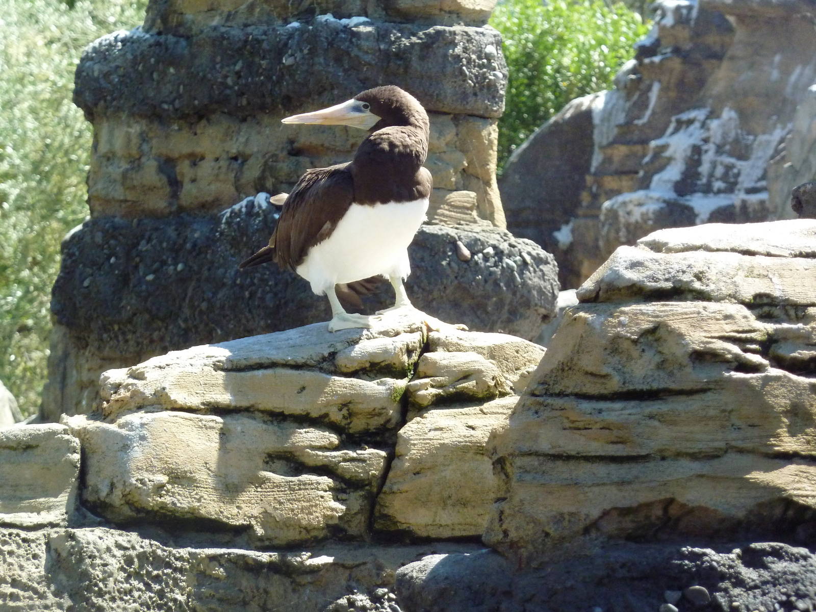 Brown Booby - Extremely Rare In Captivity