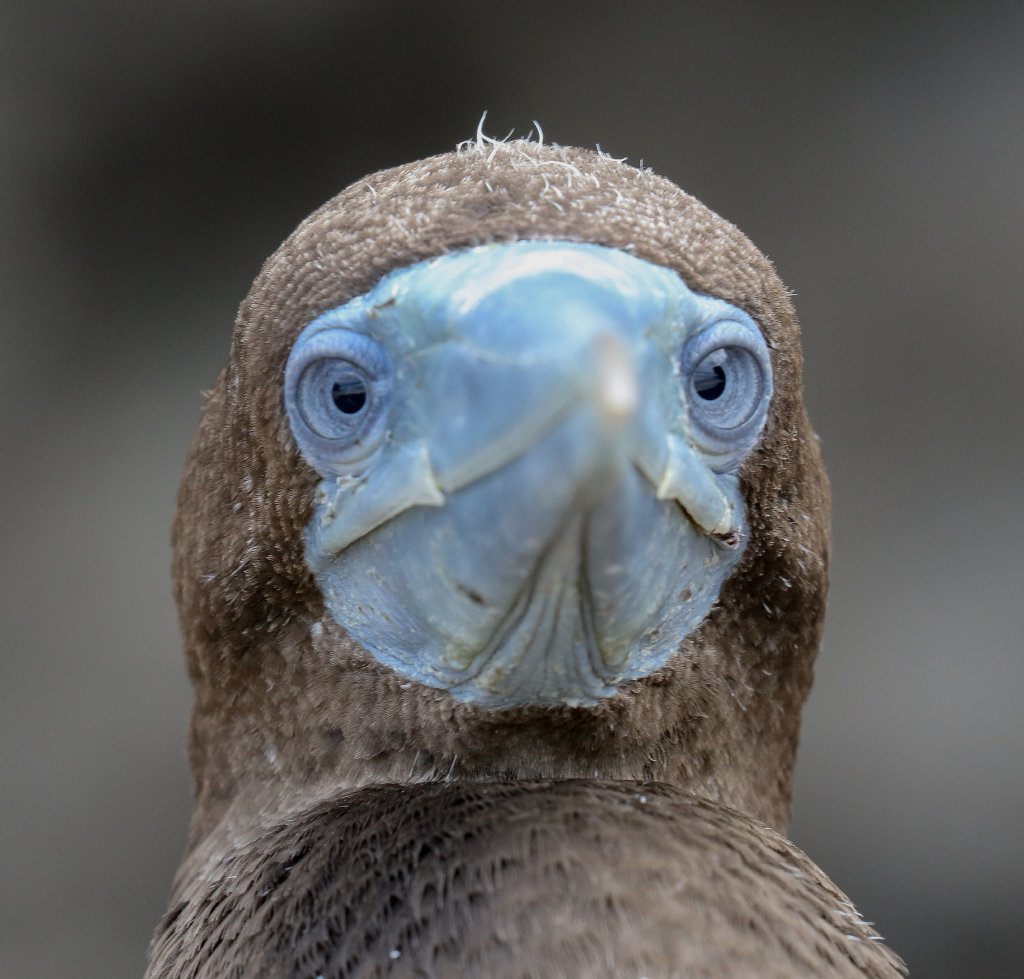 Brown Booby immature