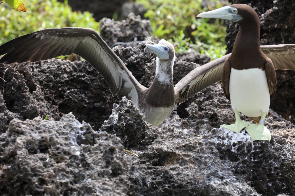 Brown Booby juvenile and adult