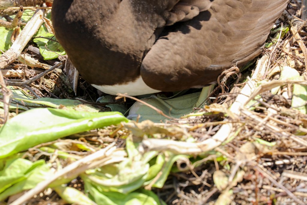 Brown Booby on egg