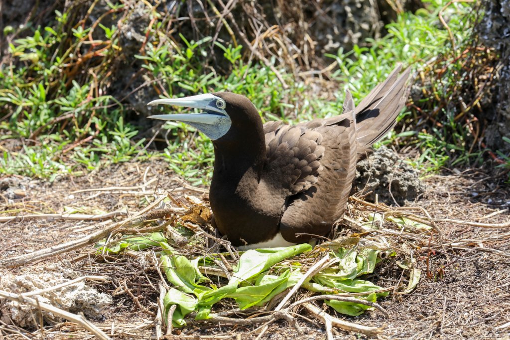 Brown Booby on nest