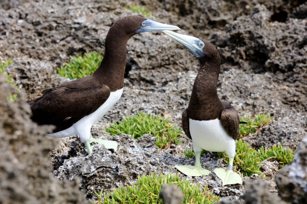 Brown Booby pair