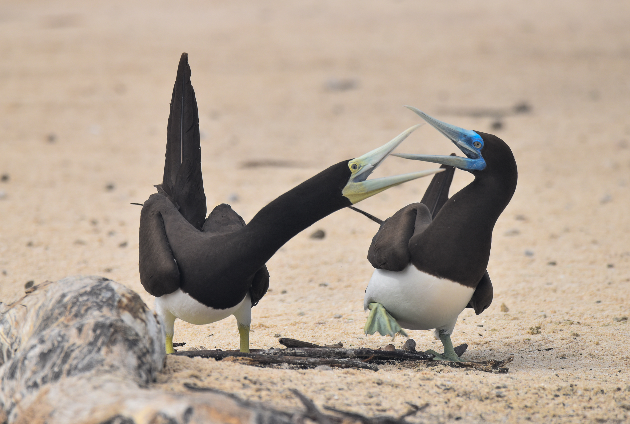Brown Booby pair