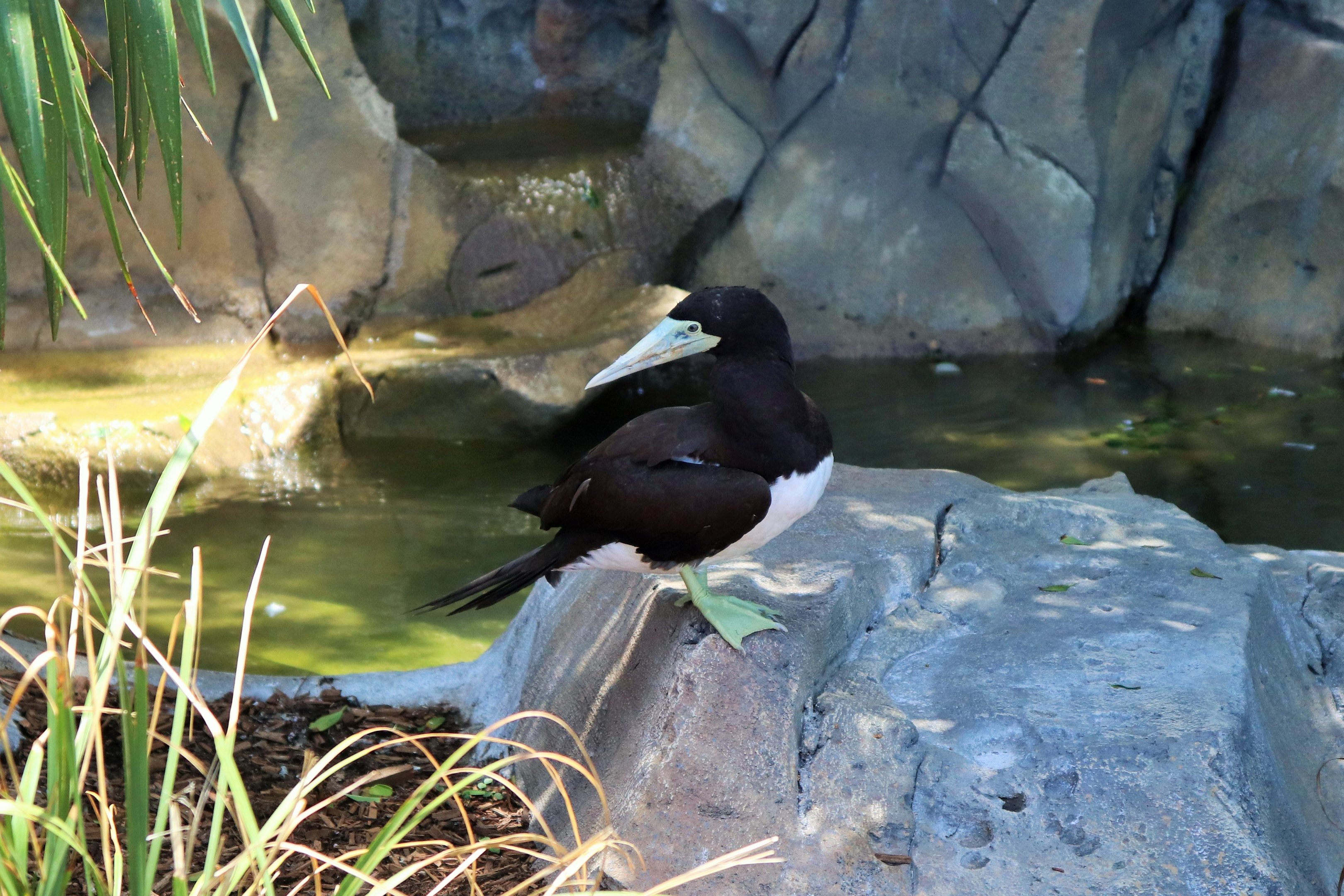 Brown Booby (Sula leucogaster plotus)