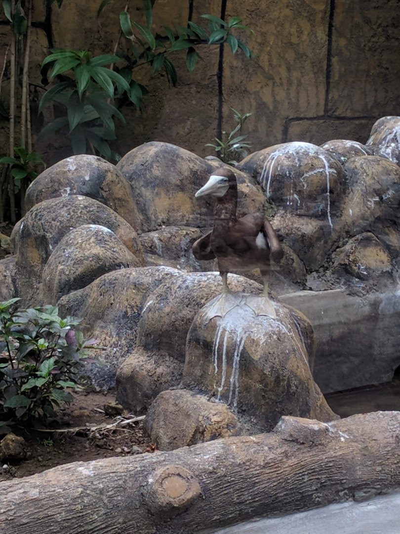Brown Booby (Sula leucogaster) - Taru Jurug Zoo