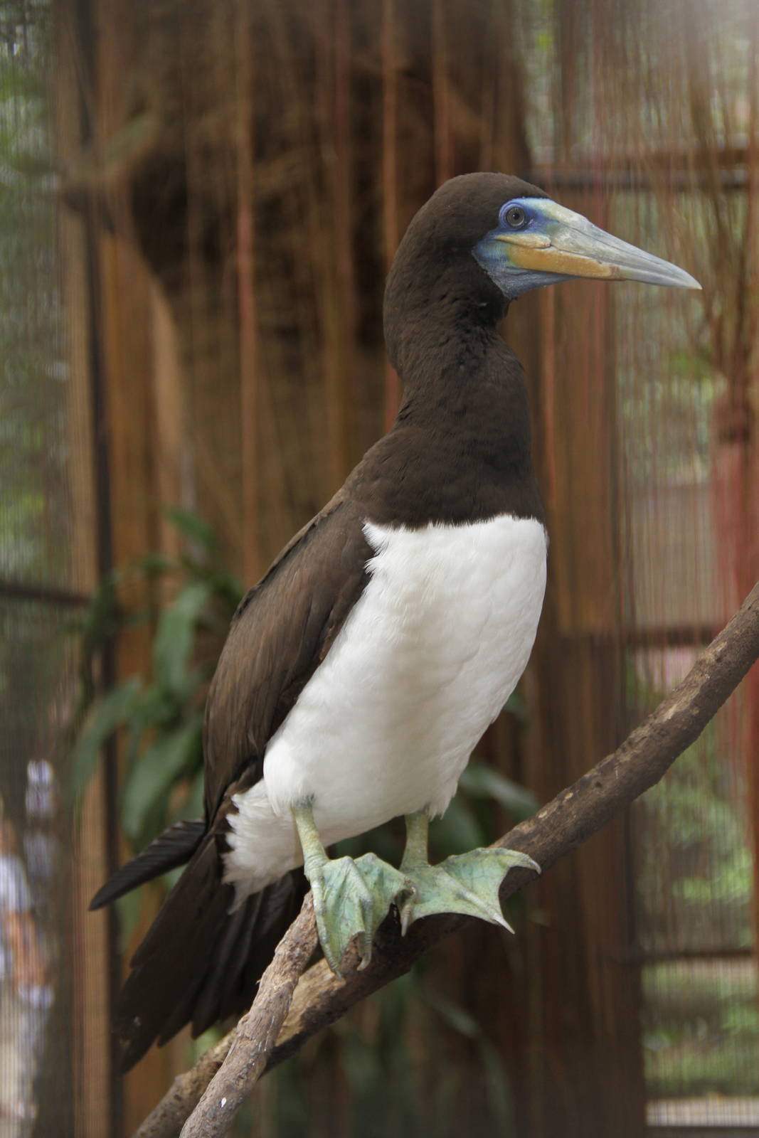 Brown Booby (Sula leucogaster)