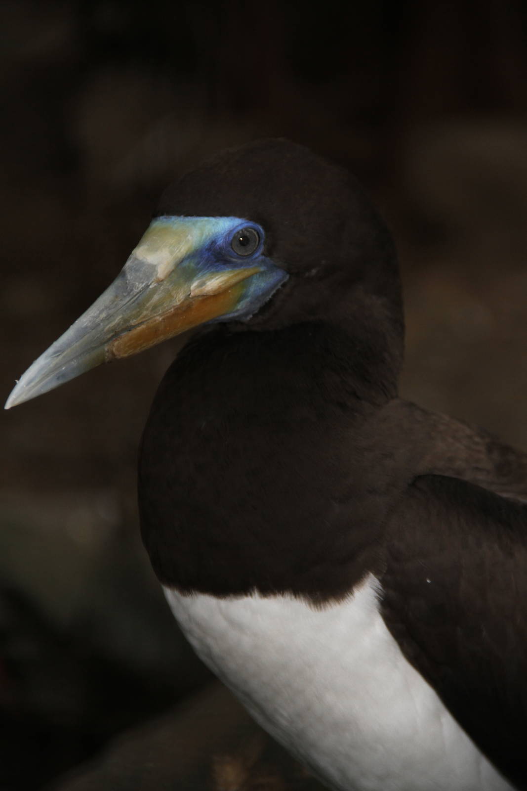 Brown Booby (Sula leucogaster)