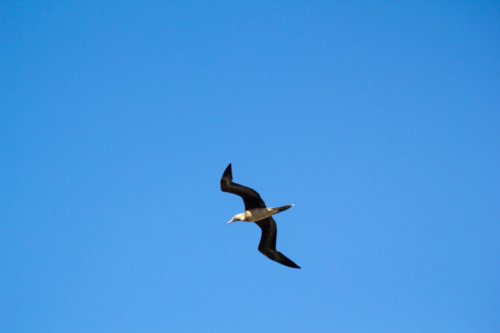 Brown Booby (Sula leucogaster)