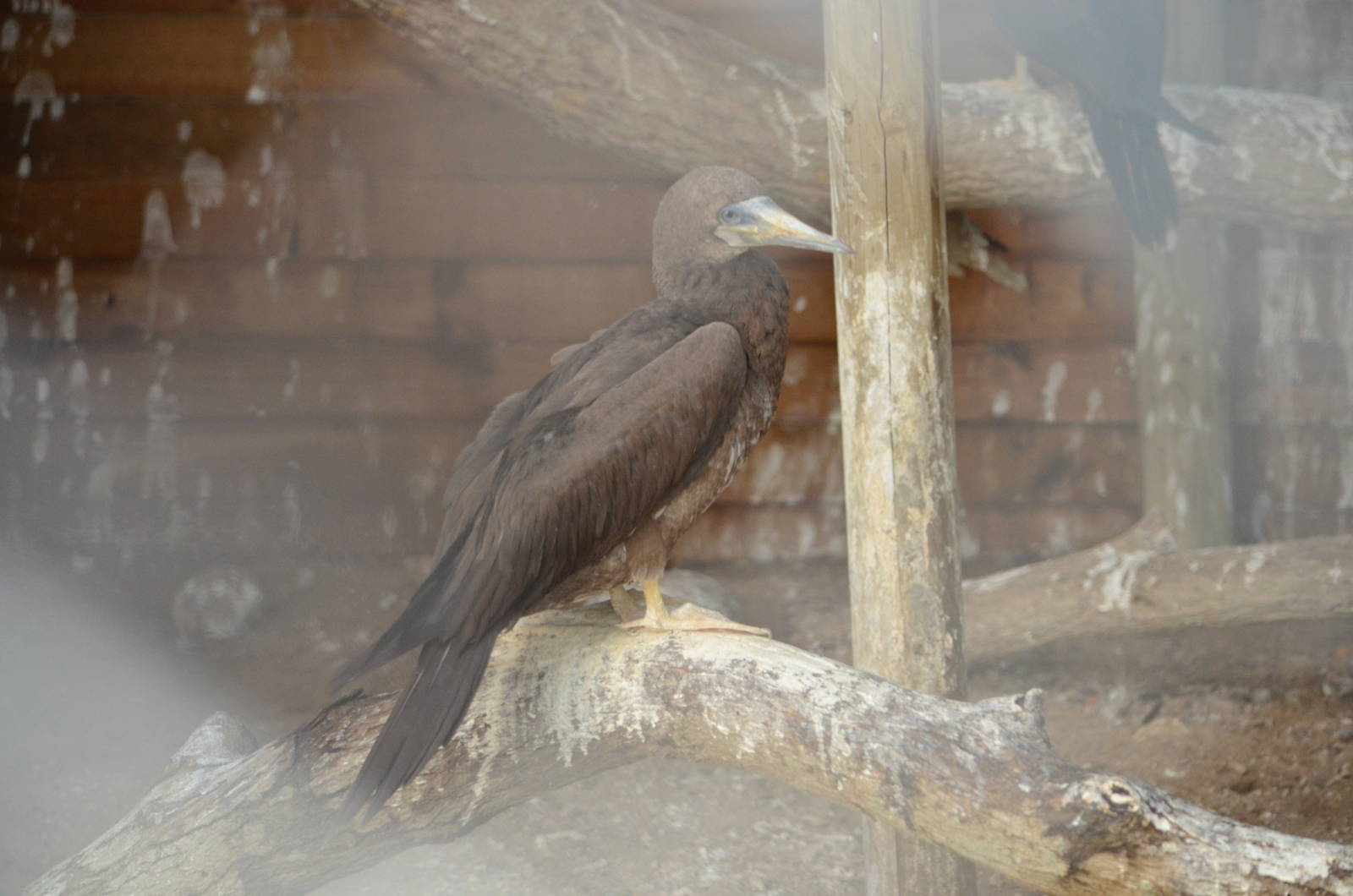 Brown booby (Sula leucogaster)