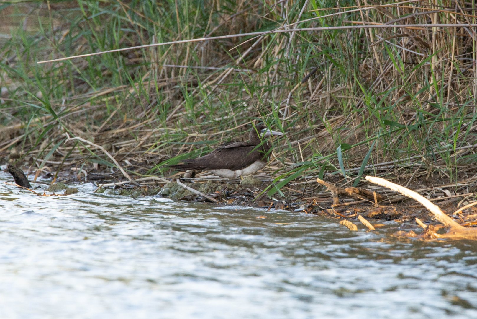 Brown Booby- Sula leucogaster