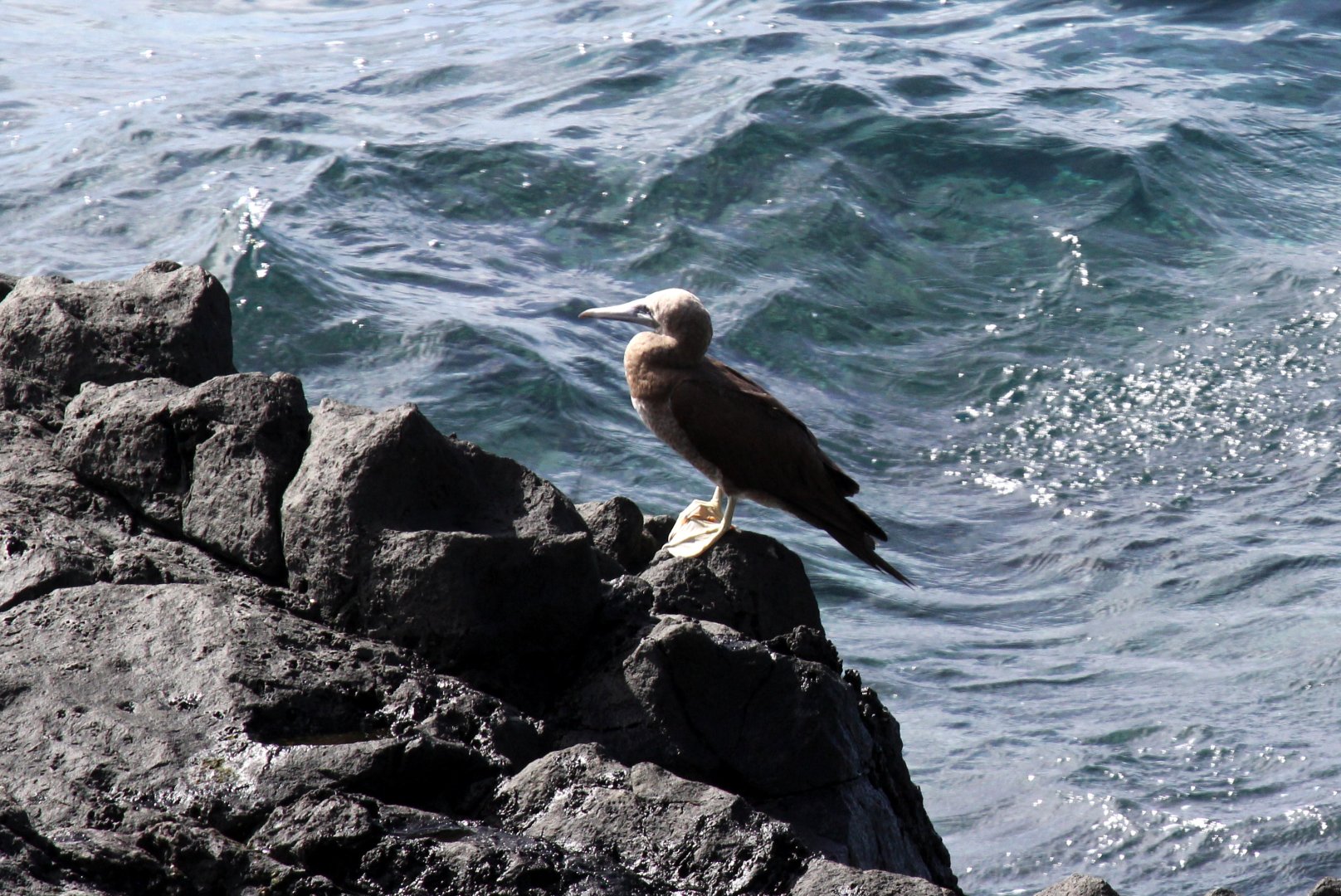brown booby (Sula leucogaster)