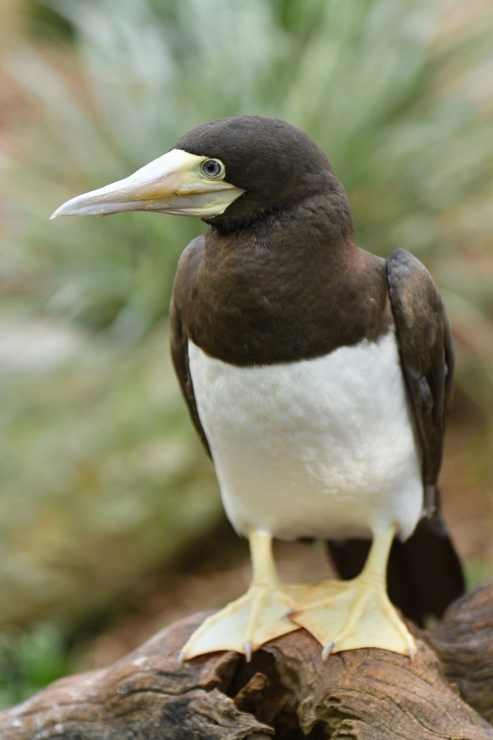 Brown booby Sula leucogaster