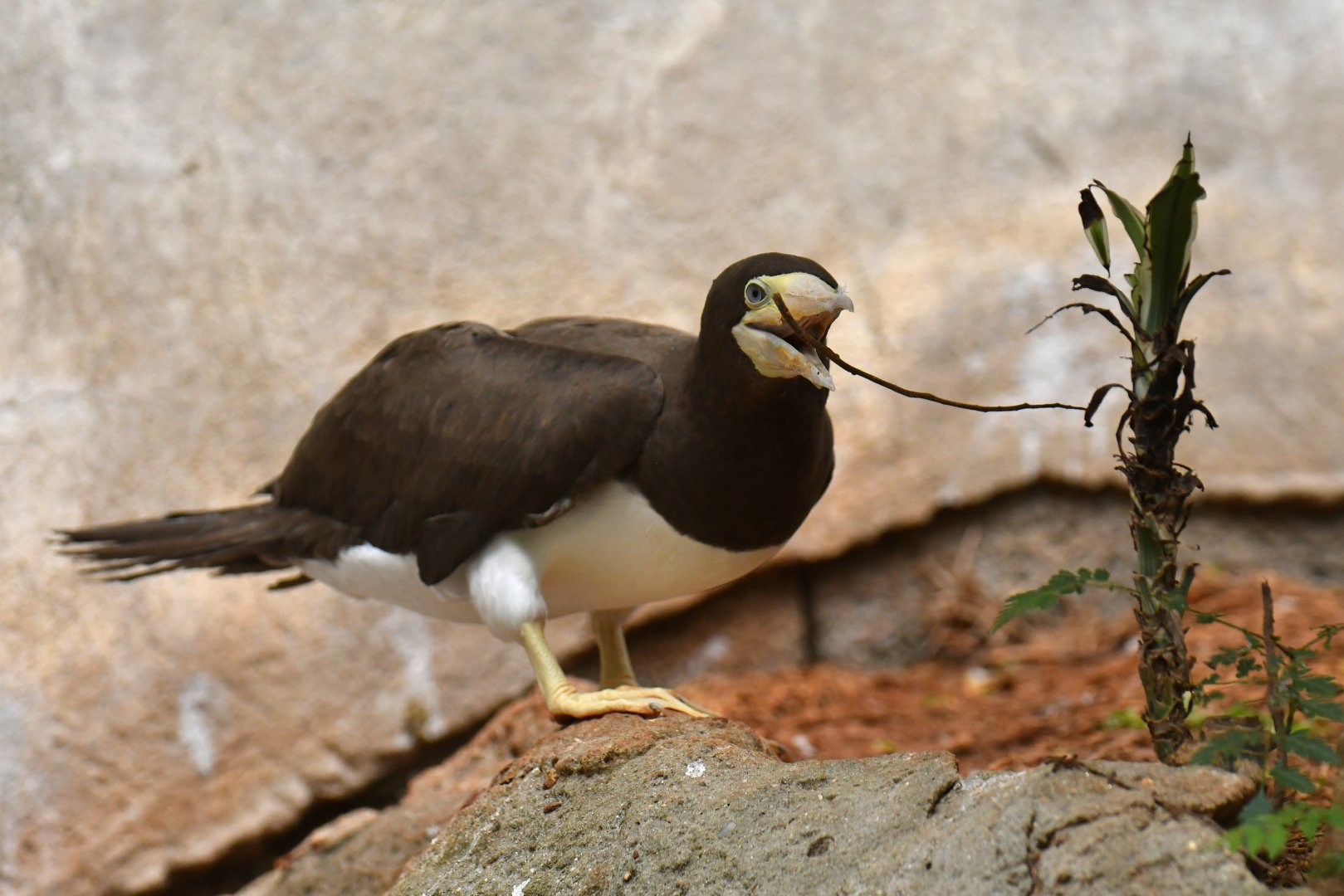 Brown booby Sula leucogaster