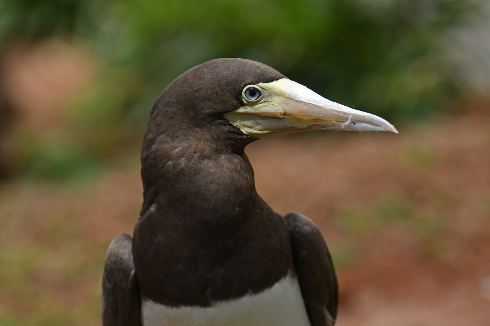 Brown booby Sula leucogaster