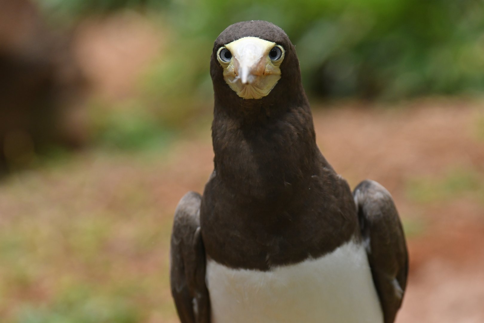 Brown booby Sula leucogaster