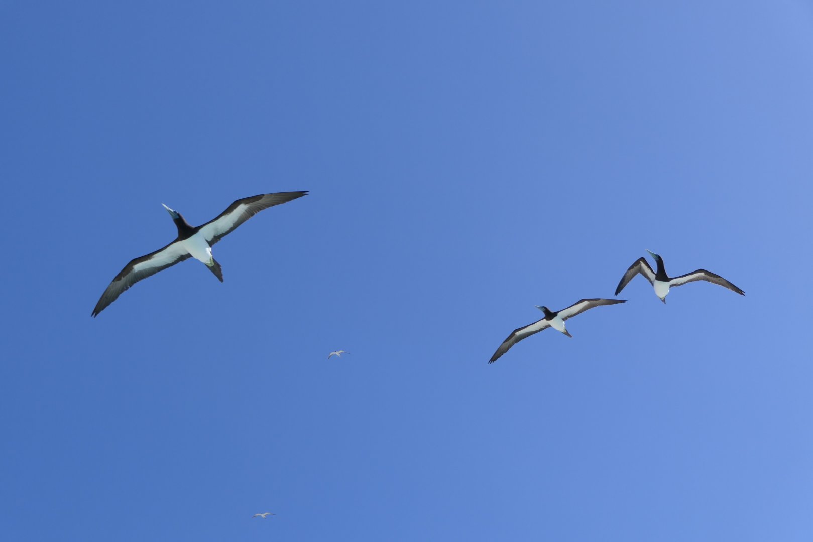 Brown Booby (Sula leucogaster)